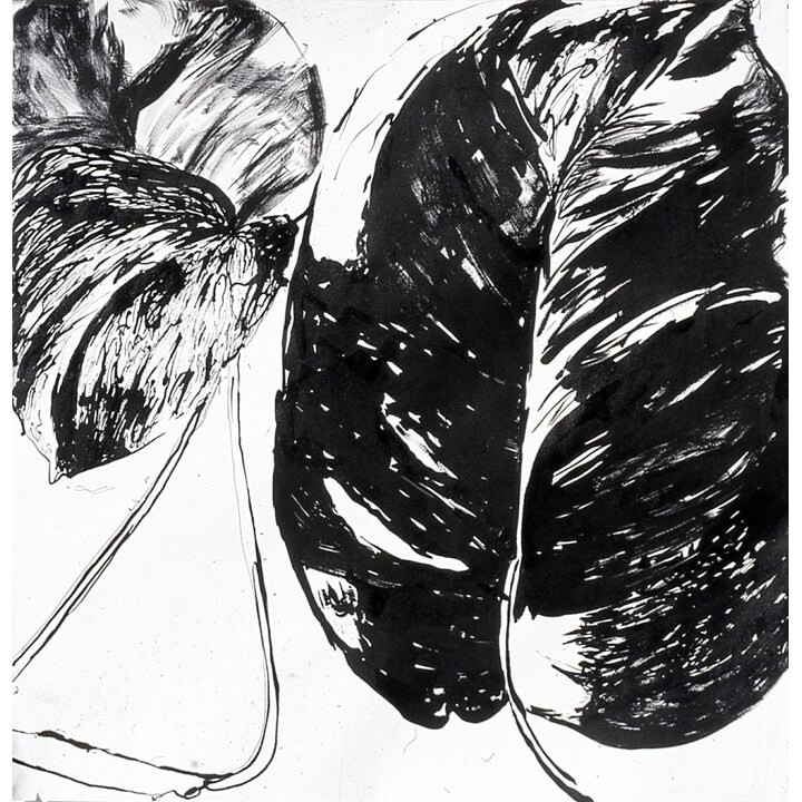 Leaves, 1997, black ink and charcoal on paper, 60 x 60cm